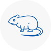 Rat Control Uckfield